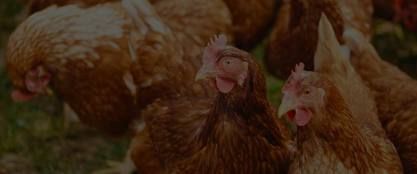 Slider Images Leafn Protein Images (4)