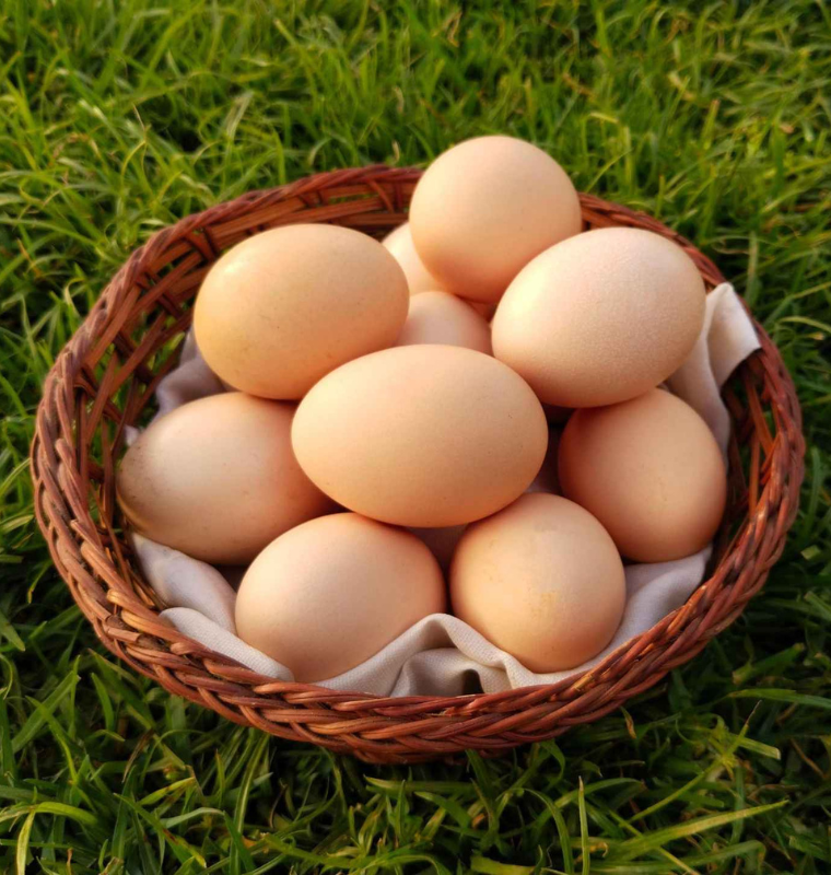 Gardening Solution Image Leafnprotein (2)